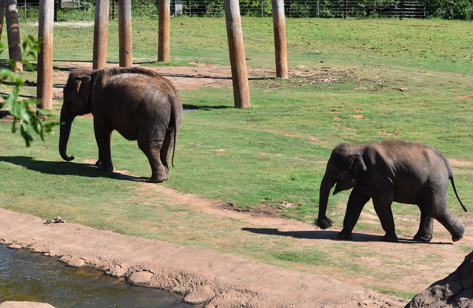 elephants in oklahoma city zoo