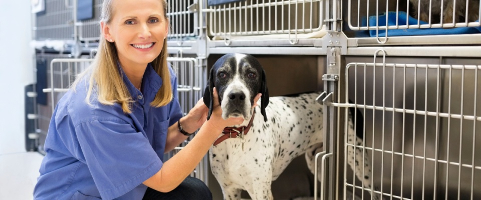 Vet smiling while checking a black and white dog in a kennel.