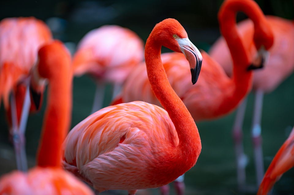 flamingoes at baton rouge zoo