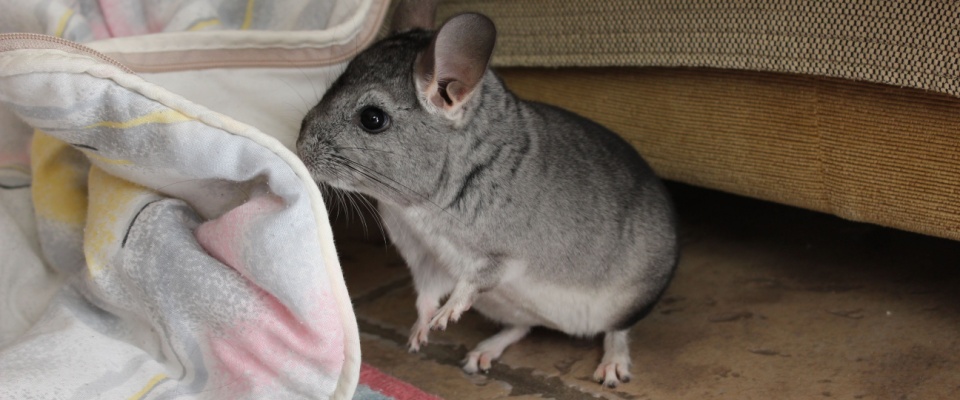 A curious chinchilla standing alert in a living room, exploring its surroundings with interest.
