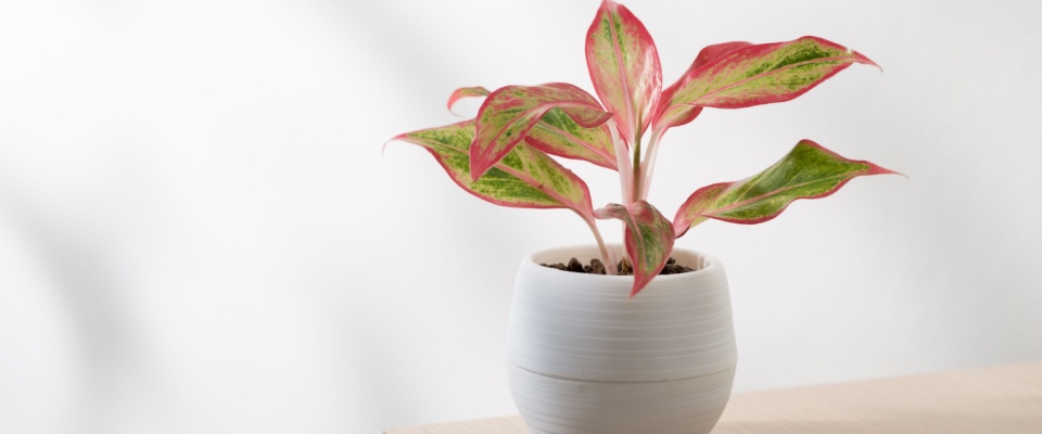 Small red aglaonema Chinese evergreen in white plastic pot.