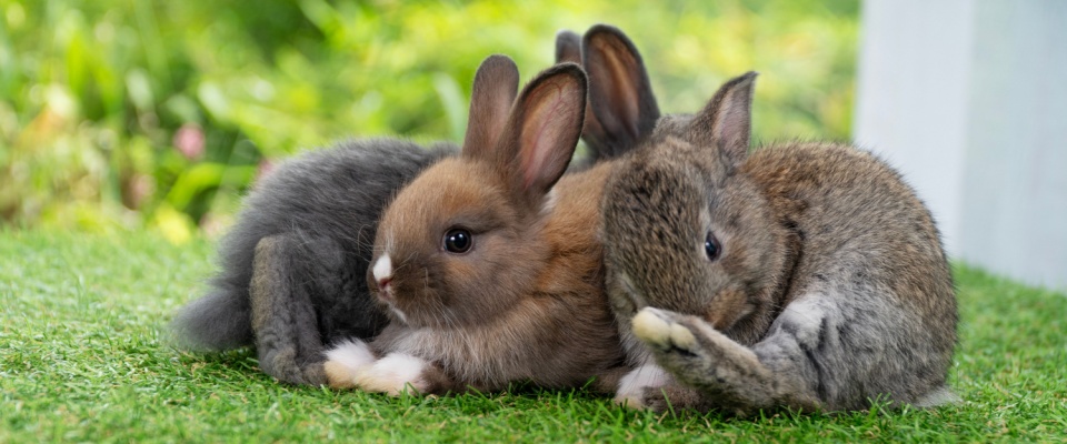 Adorable furry rabbits sitting close together on green grass, grooming themselves and enjoying the natural outdoor setting as a family.