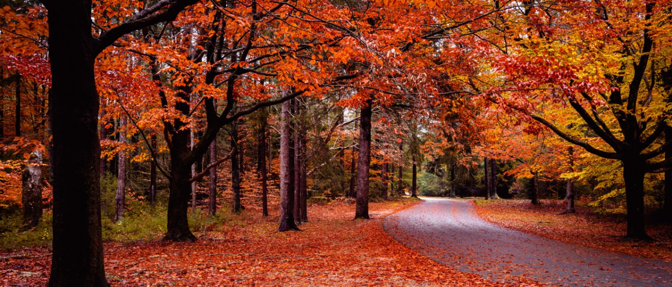 Good Will Park in Falmouth, MA, with trees with vibrant colors and plenty of leaves on the ground.