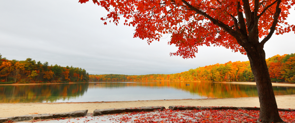 Walden Pond in Concord, captured during fall, with a tree with red leaves in the foreground and plenty of colored trees in the background.