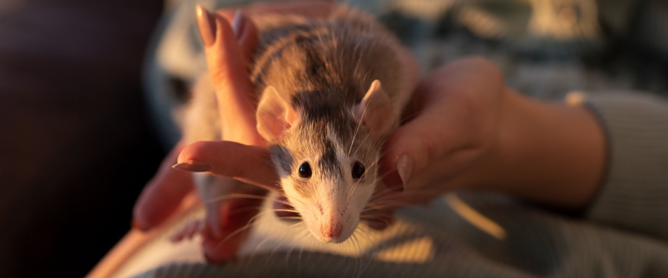 A cute rat being gently held in the arms of a young girl, showcasing their bond.
