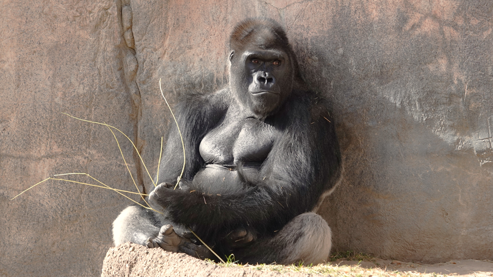 gorilla at fort worth zoo
