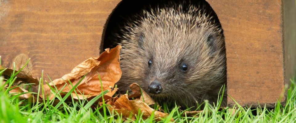 Hedgehog peeping out of a wooden hedgehog house with arched doorway.