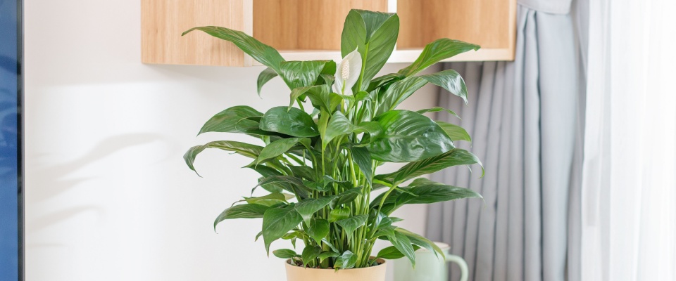 Peace Lily in a self-watering pot, perfect for decorating study desks and workspaces.