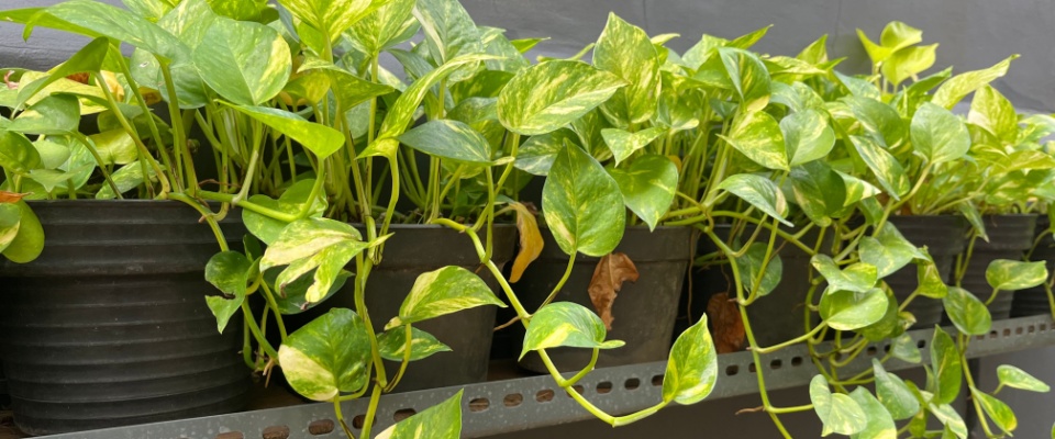 A row of lush pothos plants growing in garden pots outdoors, showcasing their vibrant green leaves.