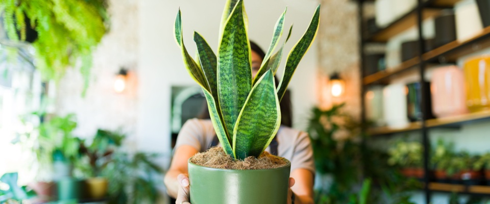 Closeup of a plant shop worker holding a potted snake plant while standing in a plant shop.