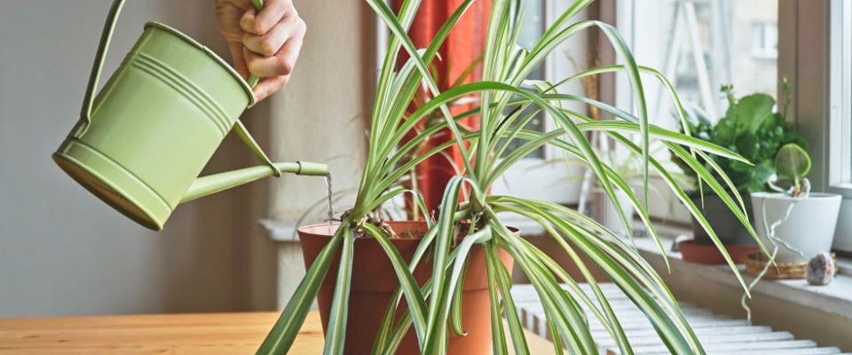 Housewife taking care of home plants at her home, watering houseplants with a green watering can.