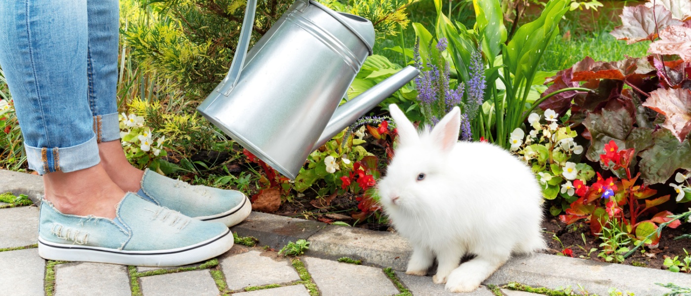 Gardener tending to flowers with his dwarf rabbit as company.