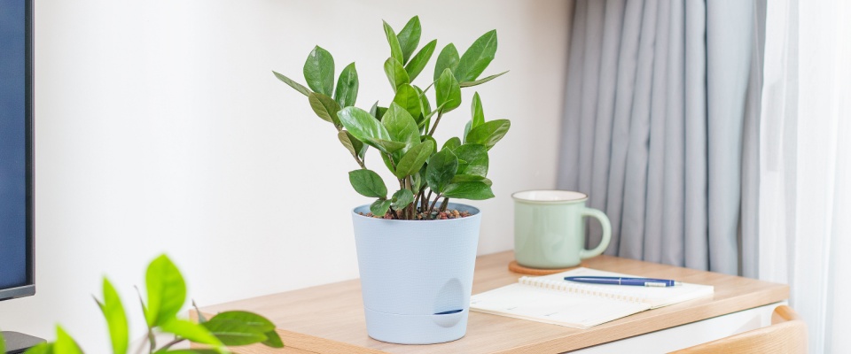 Zamioculcas zamiifolia (ZZ Plants) planted in a self-watering pot. 