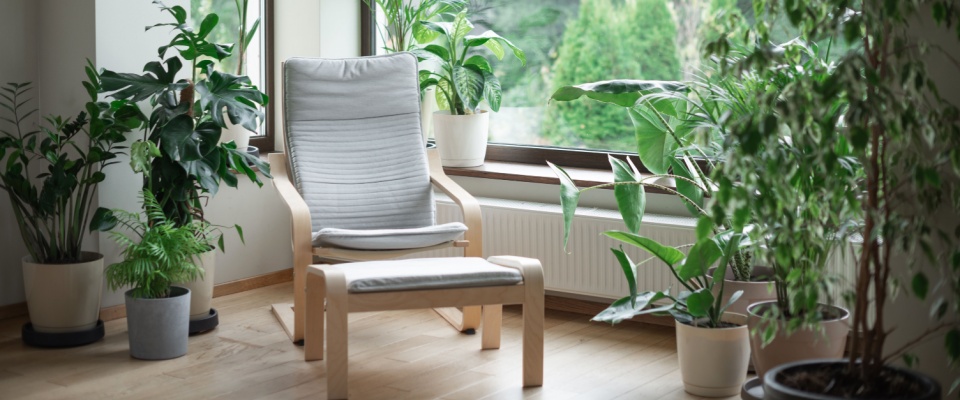 A lounging chair set by two large windows, with plenty of potted plants nearby.
