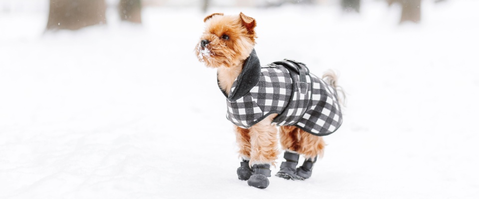 A small dog outside in the winter, wearing a coat and boots to protect their paws against the cold snow.