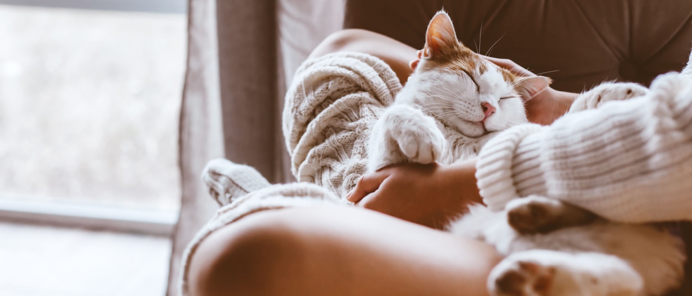 A cat, indoors, lying on its back in its owner’s lap, with the two sitting on a tan couch.