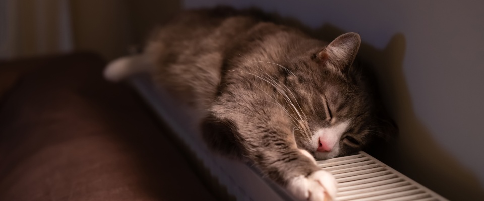 A cat lounging on a warm radiator indoors, in a dimly lit environment.