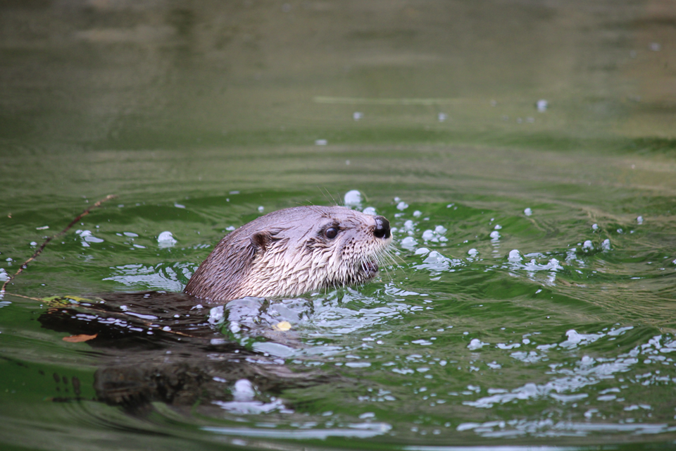 water otter in detroit zoo