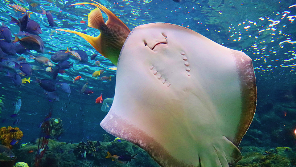 happy stingray at tampa aquarium