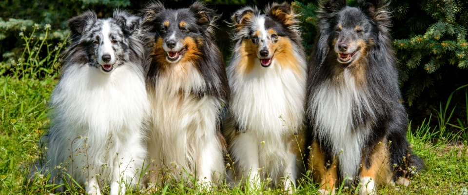 Four Shetland Sheepdogs playfully gathered in a city park. The dogs are running or standing together on the grassy area, with trees and park scenery in the background, creating a lively and joyful atmosphere.
