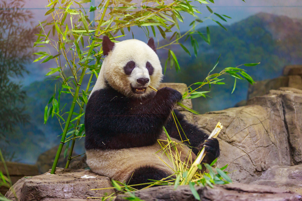 picture of panda chilling at the national zoo