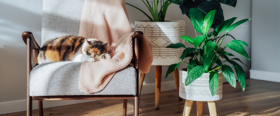 Multicolor cat sleeping on a retro-style armchair in a modern Scandinavian interior, surrounded by green houseplants in warm sunlight, creating a cozy, biophilic home atmosphere.