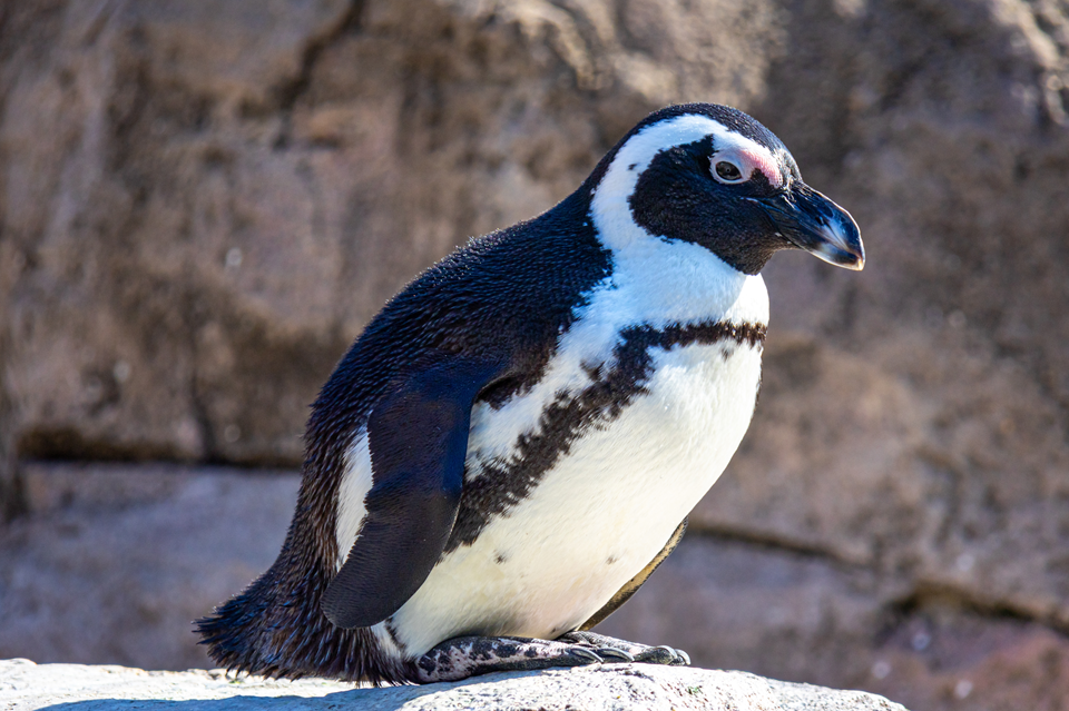 penguin at the national aviary in pittsburgh