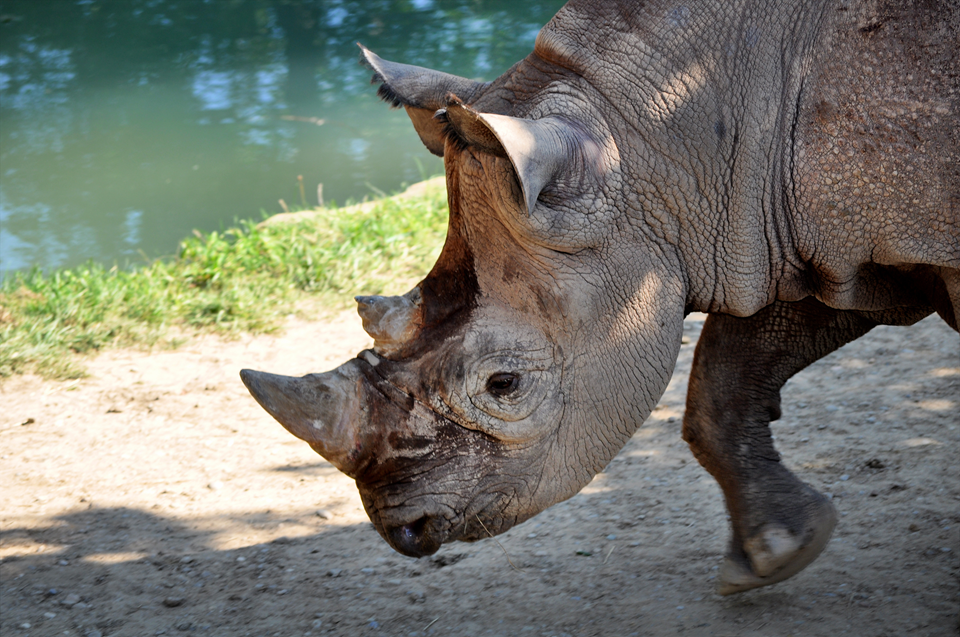 animals at columbus zoo 