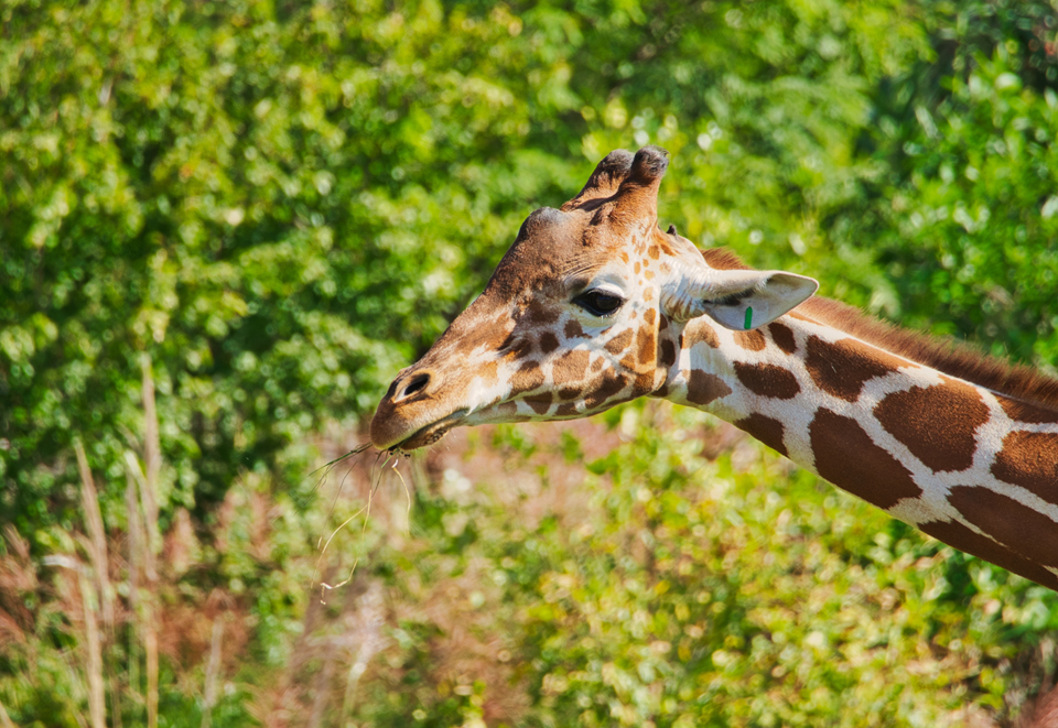 picture of a giraffe in omaha zoo