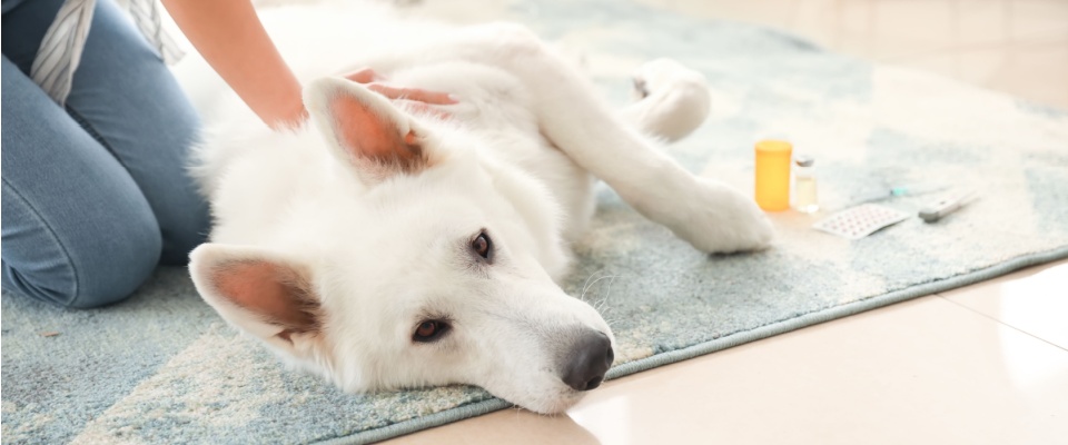 White dog lying on a blue rug beside medication and emergency supplies, illustrating a pet maintenance apartment tip for being prepared with health essentials for pet emergencies in apartment living.