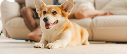 A cute Pembroke Welsh Corgi resting on the floor in a cozy living room while a couple relaxes on the sofa behind — a reminder for renters with pets to budget for a pet deposit when moving into a new home.