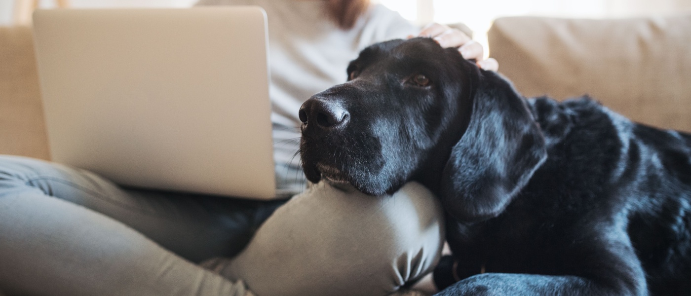 Large dog resting its head on its owner’s lap while they work, emphasizing the peace of mind pet liability insurance provides for pet owners.