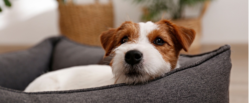Small dog relaxing in a cozy pet bed at home, emphasizing holiday safety tips for keeping pets calm and protected during celebrations.