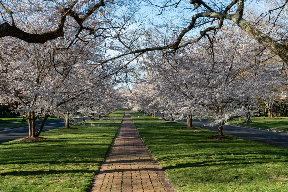 beautiful cherry trees in bloom in norfolk va