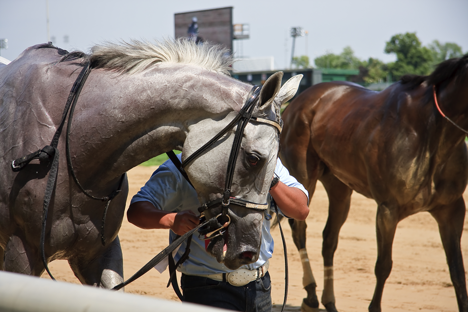 race horse at louisville derby