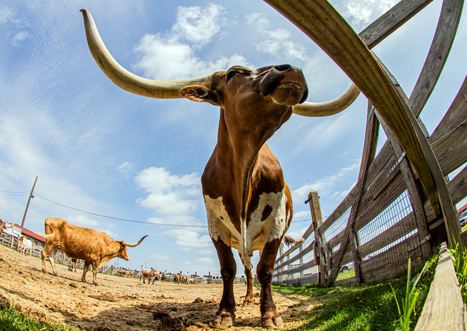 view of longhorn in fort worth texas