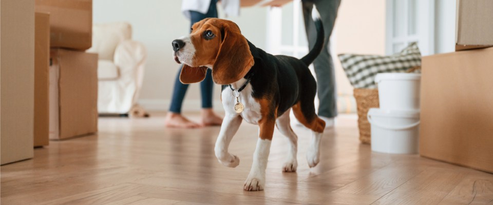 People packing up a house when moving with pets.