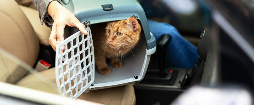 A person in their car, moving with pets.