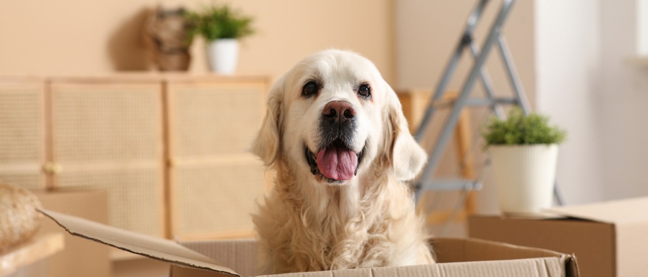 A dog sitting in a box in the home of someone moving with pets.